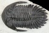 Detailed Hollardops Trilobite - Large For Species #126286-2